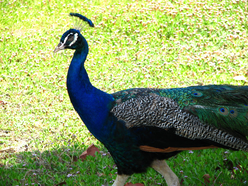 Pua-Mau-Place-Botanical-Garden-Kawaihae-Big-Island-Hawaii-056