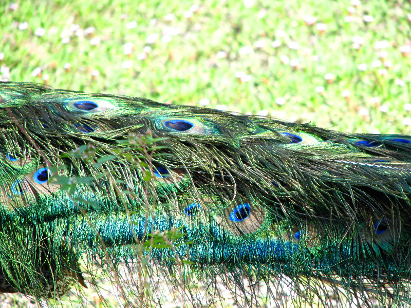 Pua-Mau-Place-Botanical-Garden-Kawaihae-Big-Island-Hawaii-057