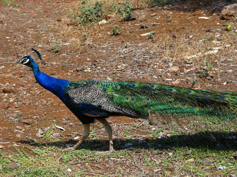 Pua-Mau-Place-Botanical-Garden-Kawaihae-Big-Island-Hawaii-058