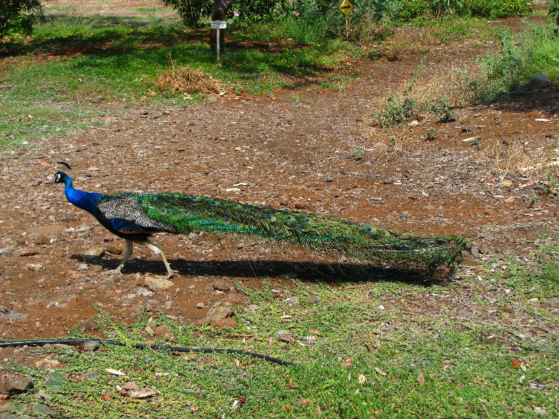 Pua-Mau-Place-Botanical-Garden-Kawaihae-Big-Island-Hawaii-059