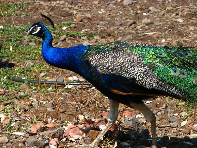 Pua-Mau-Place-Botanical-Garden-Kawaihae-Big-Island-Hawaii-060