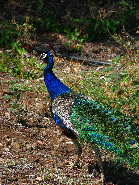Pua-Mau-Place-Botanical-Garden-Kawaihae-Big-Island-Hawaii-061