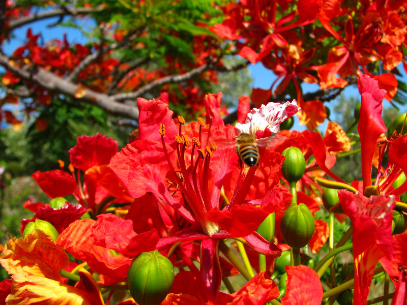 Pua-Mau-Place-Botanical-Garden-Kawaihae-Big-Island-Hawaii-063