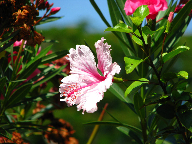 Pua-Mau-Place-Botanical-Garden-Kawaihae-Big-Island-Hawaii-065