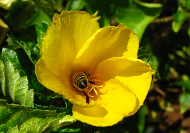 Pua-Mau-Place-Botanical-Garden-Kawaihae-Big-Island-Hawaii-066