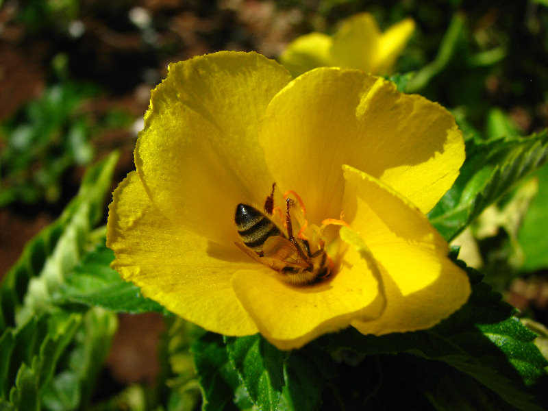 Pua-Mau-Place-Botanical-Garden-Kawaihae-Big-Island-Hawaii-067