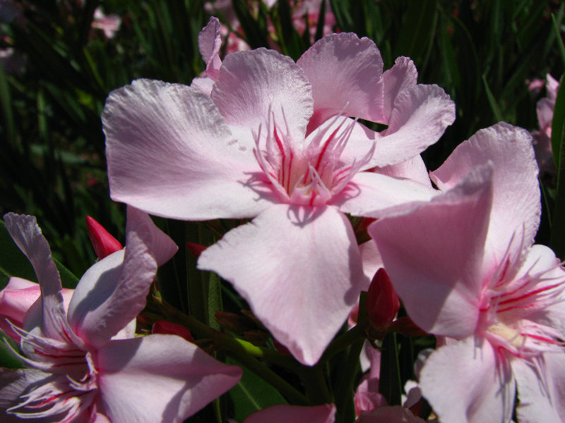 Pua-Mau-Place-Botanical-Garden-Kawaihae-Big-Island-Hawaii-069