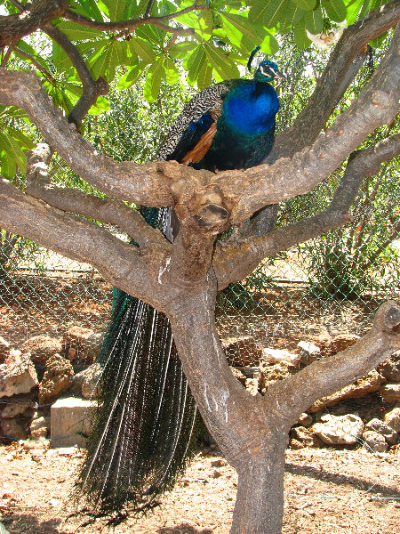 Pua-Mau-Place-Botanical-Garden-Kawaihae-Big-Island-Hawaii-072