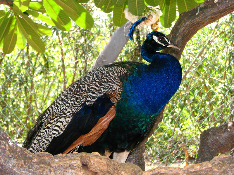 Pua-Mau-Place-Botanical-Garden-Kawaihae-Big-Island-Hawaii-073