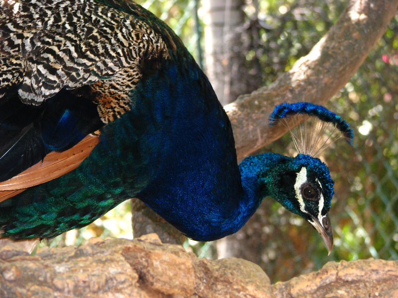 Pua-Mau-Place-Botanical-Garden-Kawaihae-Big-Island-Hawaii-074