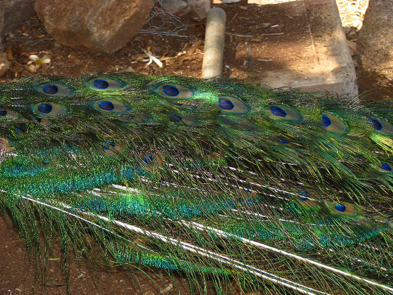 Pua-Mau-Place-Botanical-Garden-Kawaihae-Big-Island-Hawaii-075