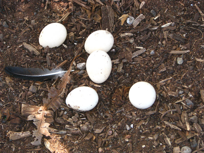 Pua-Mau-Place-Botanical-Garden-Kawaihae-Big-Island-Hawaii-076