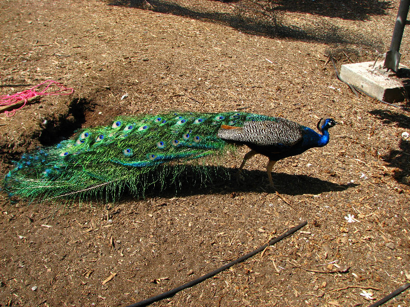 Pua-Mau-Place-Botanical-Garden-Kawaihae-Big-Island-Hawaii-077