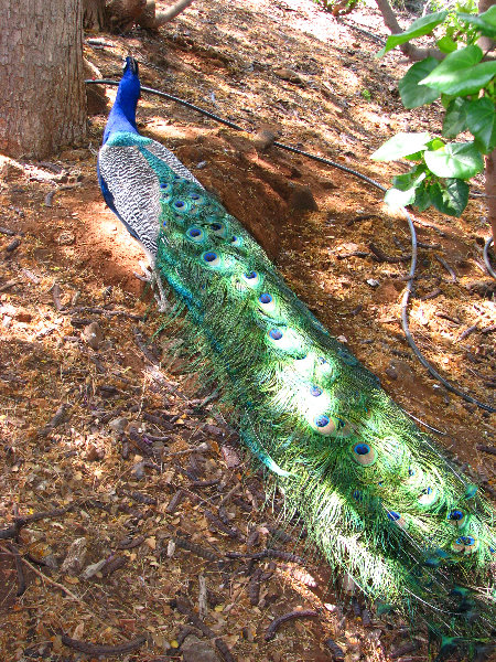 Pua-Mau-Place-Botanical-Garden-Kawaihae-Big-Island-Hawaii-080