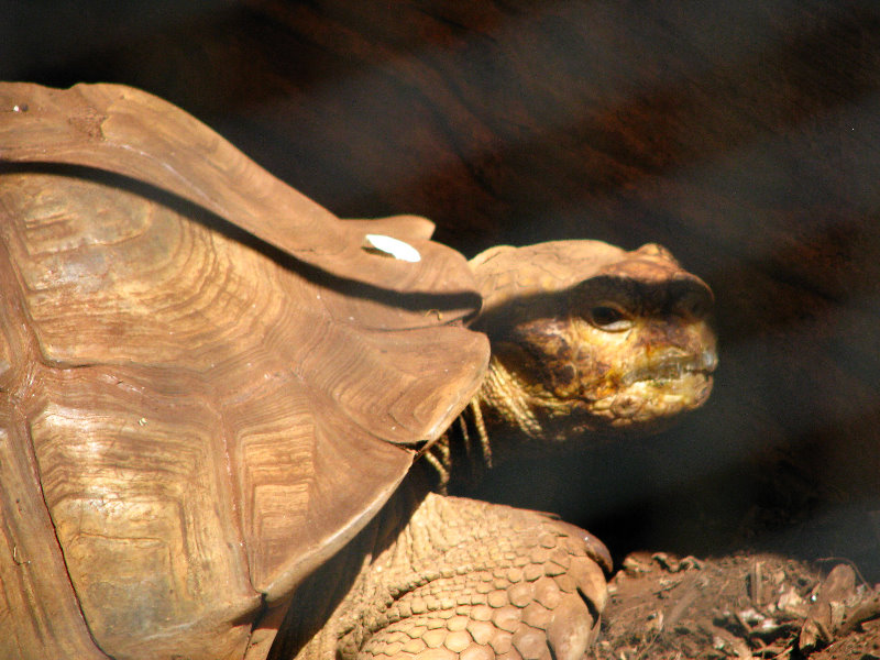Pua-Mau-Place-Botanical-Garden-Kawaihae-Big-Island-Hawaii-081