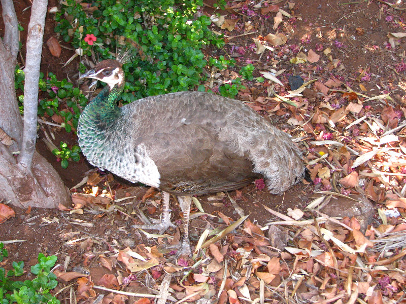 Pua-Mau-Place-Botanical-Garden-Kawaihae-Big-Island-Hawaii-083