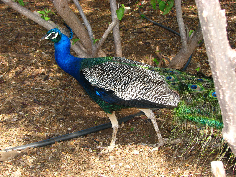 Pua-Mau-Place-Botanical-Garden-Kawaihae-Big-Island-Hawaii-085