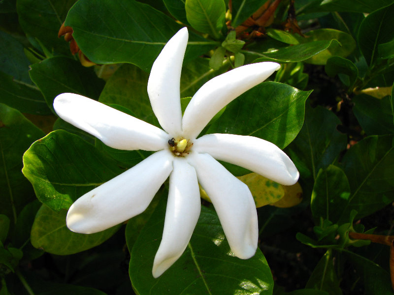 Pua-Mau-Place-Botanical-Garden-Kawaihae-Big-Island-Hawaii-087