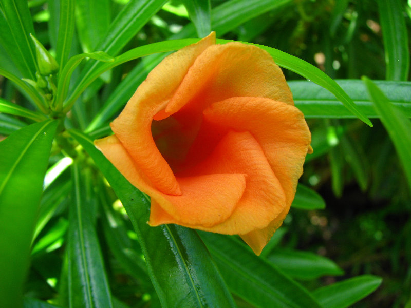 Pua-Mau-Place-Botanical-Garden-Kawaihae-Big-Island-Hawaii-089