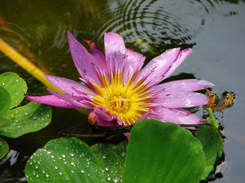 Pua-Mau-Place-Botanical-Garden-Kawaihae-Big-Island-Hawaii-093