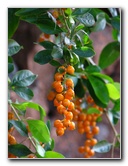 Pua-Mau-Place-Botanical-Garden-Kawaihae-Big-Island-Hawaii-007