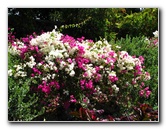 Pua-Mau-Place-Botanical-Garden-Kawaihae-Big-Island-Hawaii-010