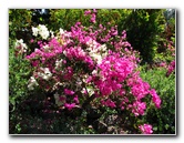 Pua-Mau-Place-Botanical-Garden-Kawaihae-Big-Island-Hawaii-011