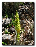 Pua-Mau-Place-Botanical-Garden-Kawaihae-Big-Island-Hawaii-012