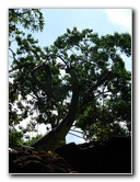 Pua-Mau-Place-Botanical-Garden-Kawaihae-Big-Island-Hawaii-013