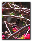 Pua-Mau-Place-Botanical-Garden-Kawaihae-Big-Island-Hawaii-014