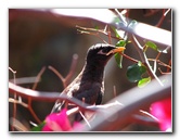 Pua-Mau-Place-Botanical-Garden-Kawaihae-Big-Island-Hawaii-015