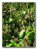 Pua-Mau-Place-Botanical-Garden-Kawaihae-Big-Island-Hawaii-016