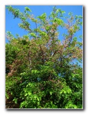 Pua-Mau-Place-Botanical-Garden-Kawaihae-Big-Island-Hawaii-022