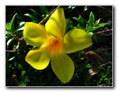 Pua-Mau-Place-Botanical-Garden-Kawaihae-Big-Island-Hawaii-024