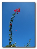 Pua-Mau-Place-Botanical-Garden-Kawaihae-Big-Island-Hawaii-025