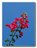 Pua-Mau-Place-Botanical-Garden-Kawaihae-Big-Island-Hawaii-026