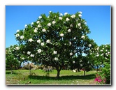 Pua-Mau-Place-Botanical-Garden-Kawaihae-Big-Island-Hawaii-028