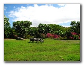 Pua-Mau-Place-Botanical-Garden-Kawaihae-Big-Island-Hawaii-030