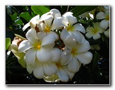 Pua-Mau-Place-Botanical-Garden-Kawaihae-Big-Island-Hawaii-031