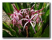 Pua-Mau-Place-Botanical-Garden-Kawaihae-Big-Island-Hawaii-033