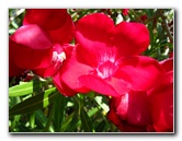 Pua-Mau-Place-Botanical-Garden-Kawaihae-Big-Island-Hawaii-035