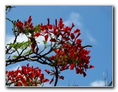 Pua-Mau-Place-Botanical-Garden-Kawaihae-Big-Island-Hawaii-048