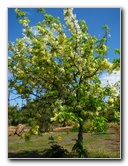 Pua-Mau-Place-Botanical-Garden-Kawaihae-Big-Island-Hawaii-054