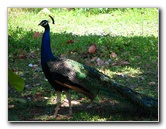 Pua-Mau-Place-Botanical-Garden-Kawaihae-Big-Island-Hawaii-055