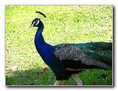 Pua-Mau-Place-Botanical-Garden-Kawaihae-Big-Island-Hawaii-056