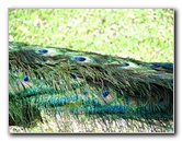 Pua-Mau-Place-Botanical-Garden-Kawaihae-Big-Island-Hawaii-057