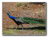 Pua-Mau-Place-Botanical-Garden-Kawaihae-Big-Island-Hawaii-058