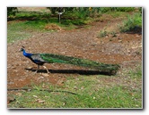 Pua-Mau-Place-Botanical-Garden-Kawaihae-Big-Island-Hawaii-059