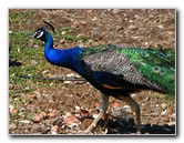 Pua-Mau-Place-Botanical-Garden-Kawaihae-Big-Island-Hawaii-060