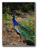 Pua-Mau-Place-Botanical-Garden-Kawaihae-Big-Island-Hawaii-061